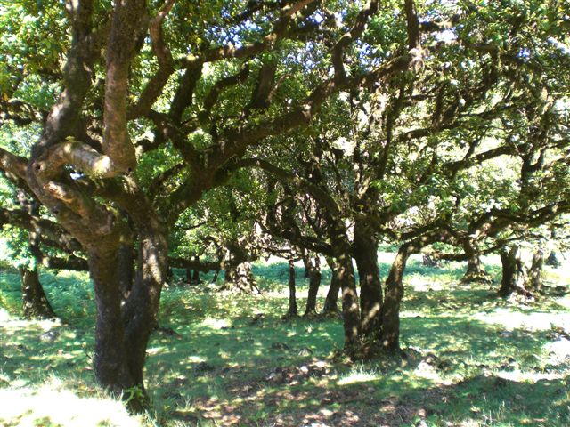 Madeira0716.JPG