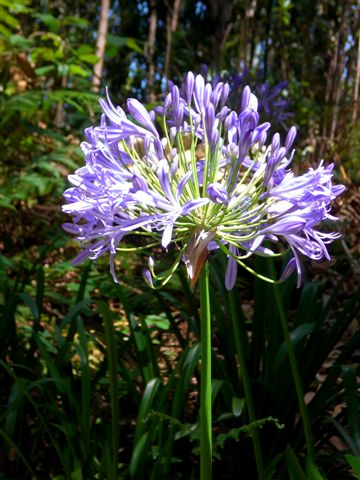 Madeira0733.JPG