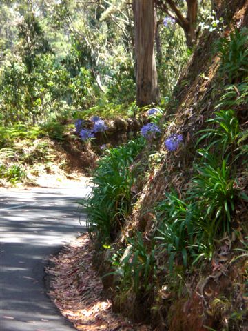 Madeira0736.JPG
