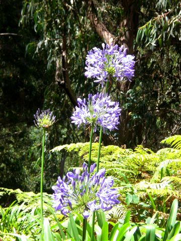 Madeira0737.JPG