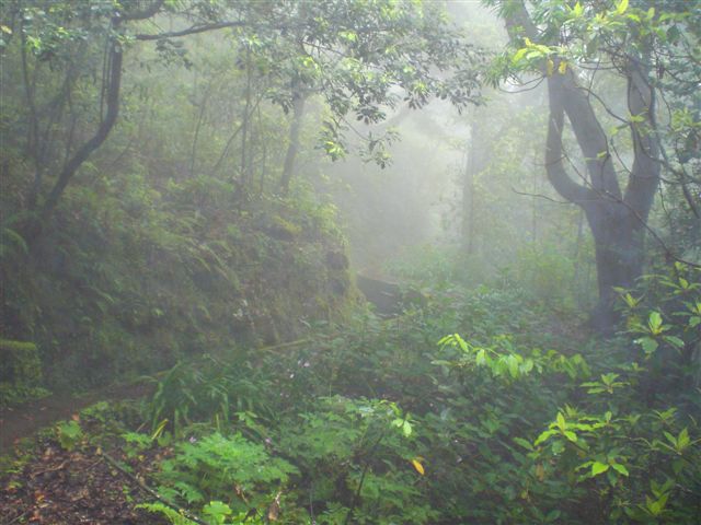 Madeira0855.JPG