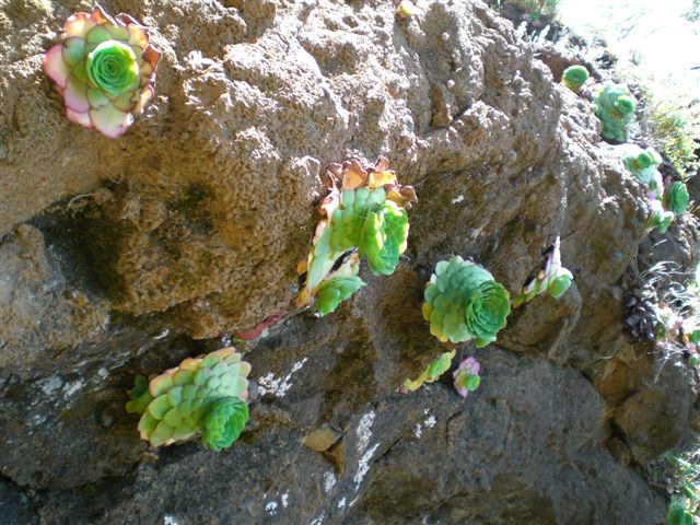 Madeira0910.JPG
