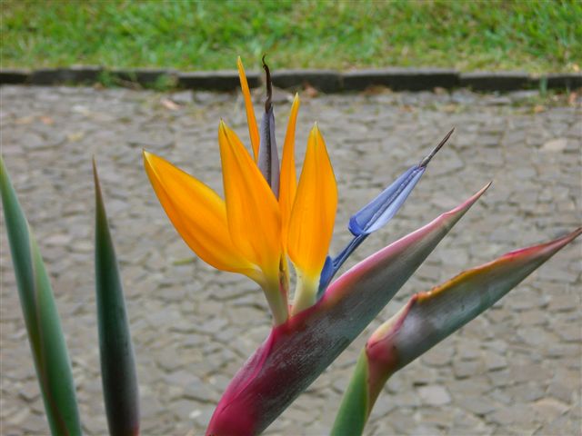 Madeira201.JPG